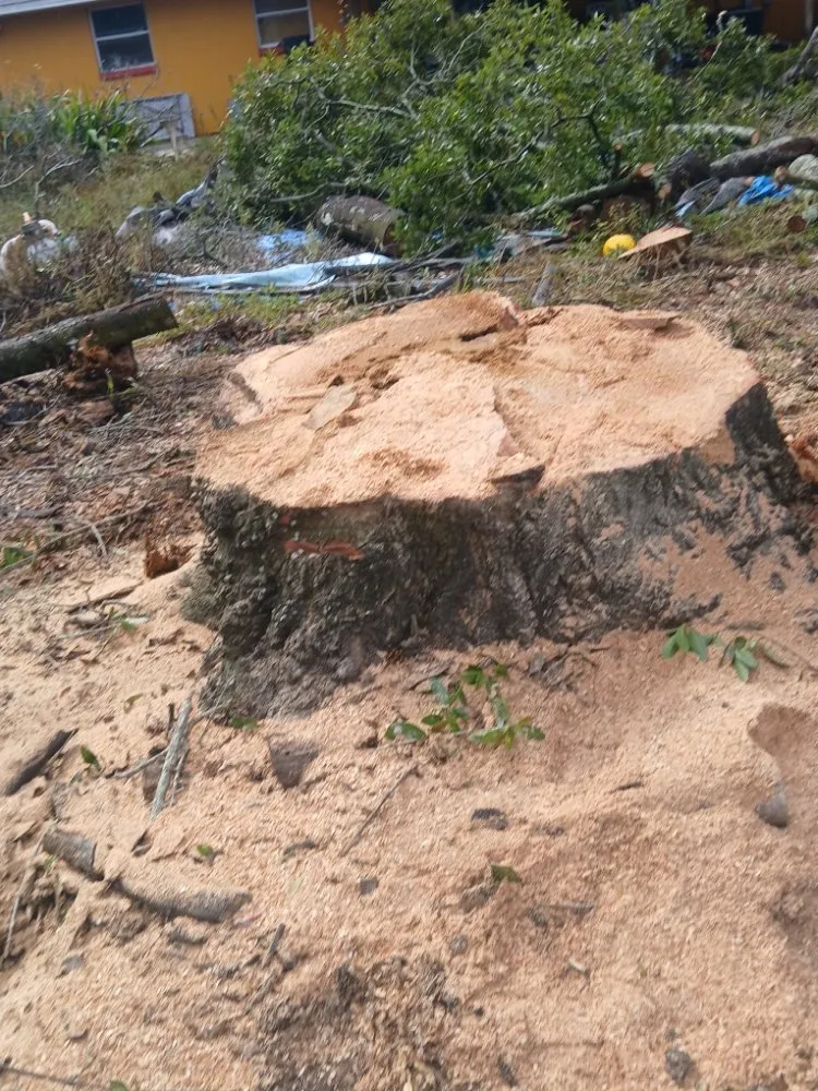 Professional yard maintenance for homes across Tampa, FL - FG Tree Services