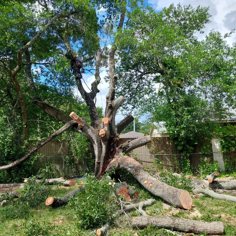 Professional garden landscaping in Tampa, FL - FG Tree Services