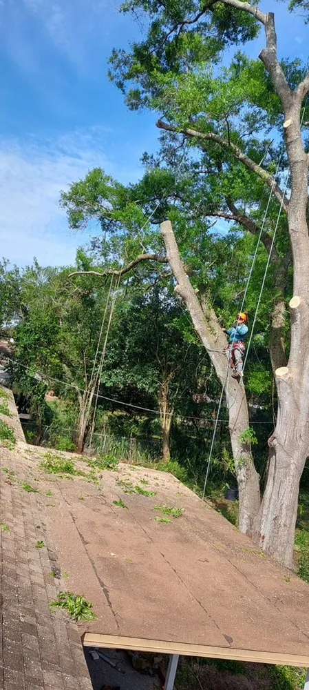 Custom lawn care service in Tampa, FL - FG Tree Services