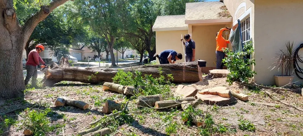 Reliable lawn care service in Tampa, FL by FG Tree Services