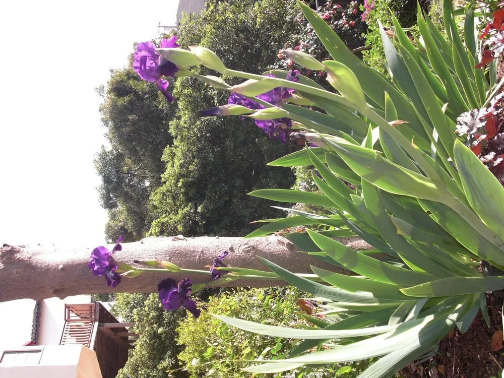 Top-rated landscape installation in Berkeley, CA by Fiddlehead Gardens