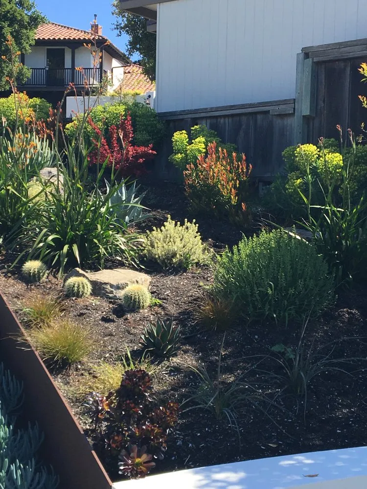Expert yard cleanup service near you across Berkeley, CA - Fiddlehead Gardens
