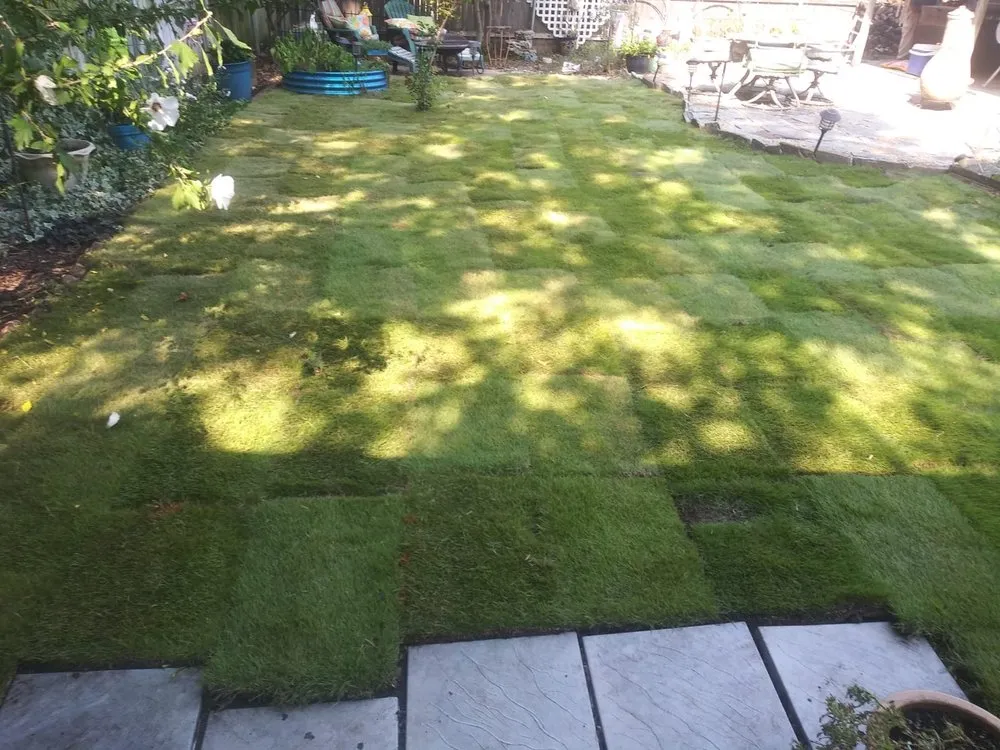 Local yard cleanup service in Arlington, TX - Fidel Hernandez Landscaping