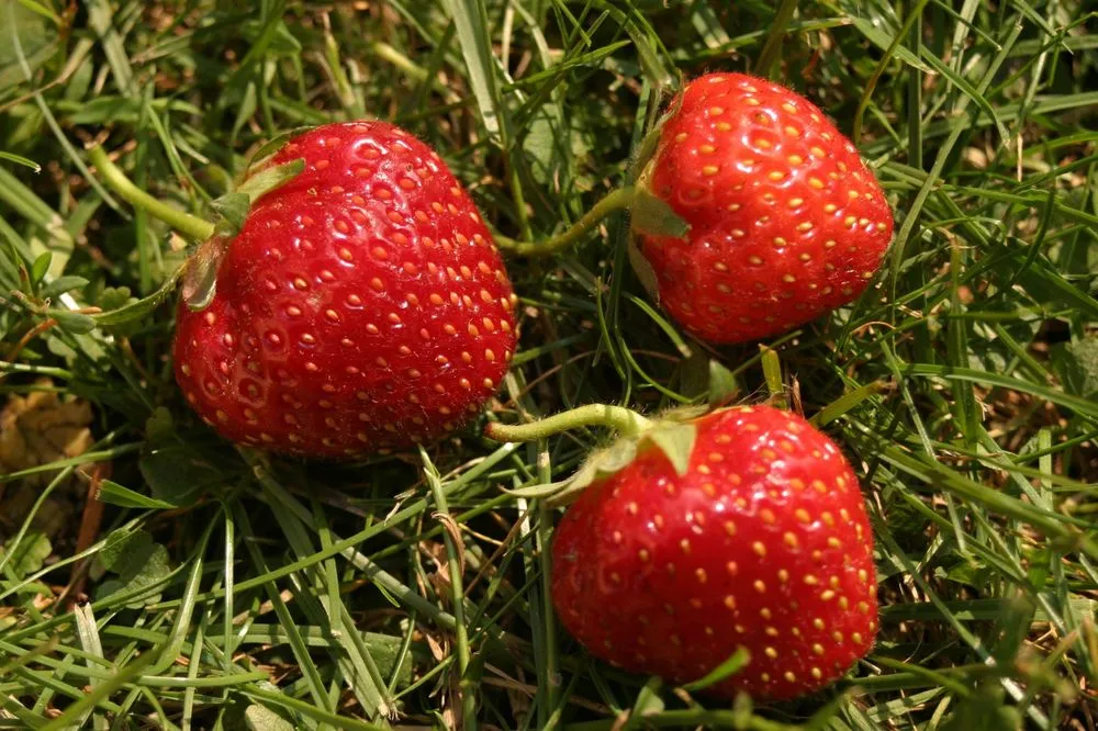 Local landscape installation for year-round maintenance in Dalton, GA by Field Global Enterprises