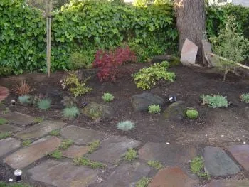 Reliable yard cleanup service in Santa Clara, CA by Field of Dreams Landscaping and Concrete