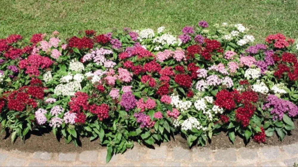 Affordable yard cleanup service in Caddo Mills, TX by Field of Greens