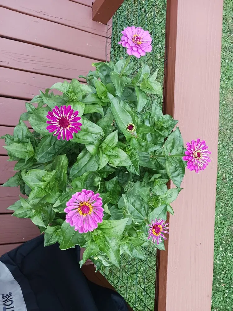 Expert lawn care service with custom design across Hope, IN - Fields Landscaping