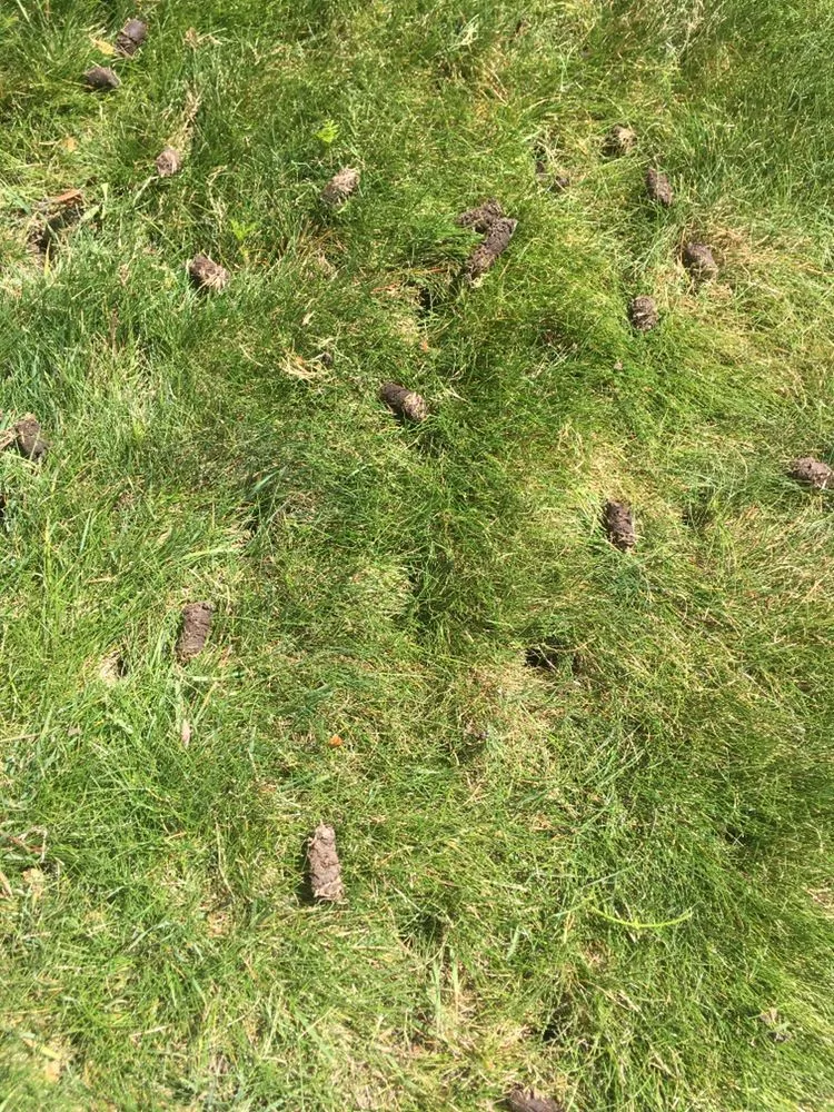 Professional residential landscaping for year-round maintenance across Colorado Springs, CO - Fields of Green Mowing