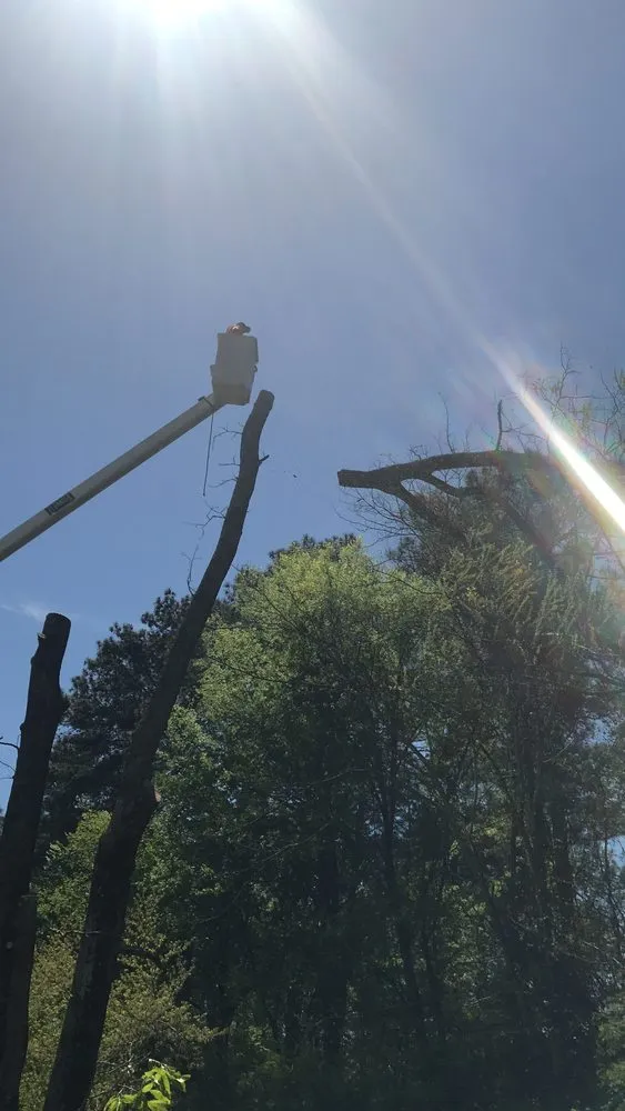 Professional outdoor landscaping for homes in Gardendale, AL by Fields Tree and Trimming