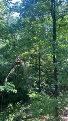 Fields Tree and Trimming