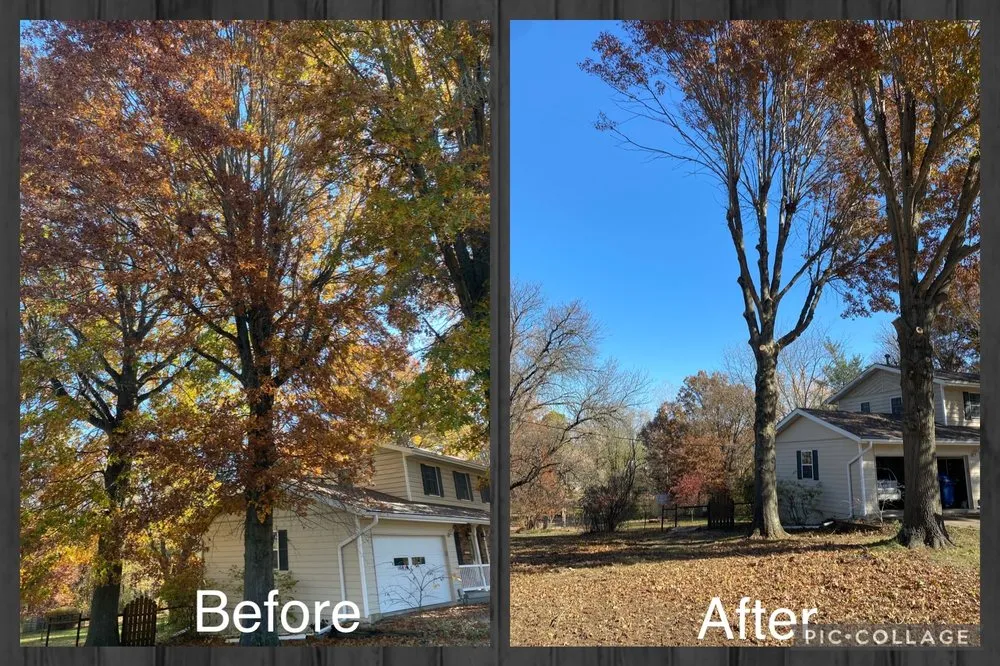 Reliable yard cleanup service in Fulton, MO - Fields Tree Service