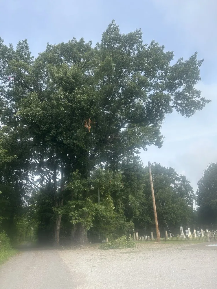 Local outdoor landscaping experts serving Gallatin, TN - Fields Tree Service