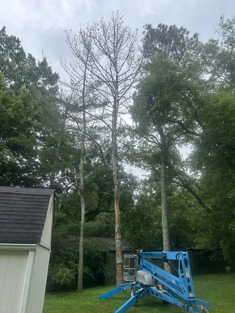 Reliable residential landscaping in Gallatin, TN by Fields Tree Service