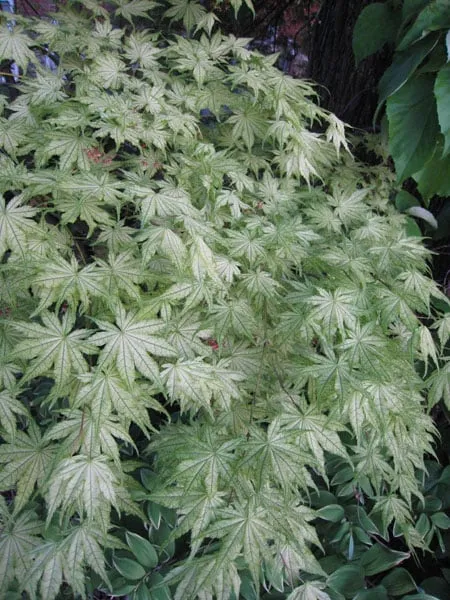 Reliable garden landscaping in Parkton, MD by Fieldstone Nursery
