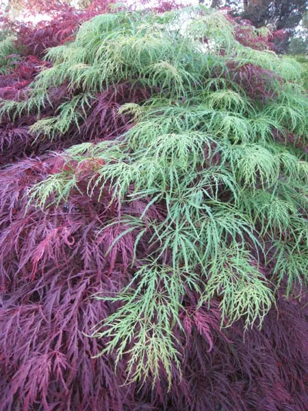 Top-rated residential landscaping in Parkton, MD - Fieldstone Nursery