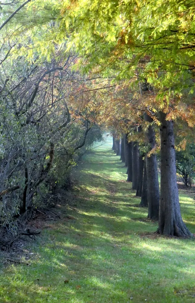 Professional outdoor landscaping in Parkton, MD by Fieldstone Nursery