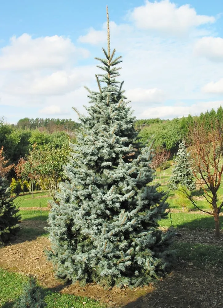 Custom yard cleanup service experts serving Parkton, MD - Fieldstone Nursery