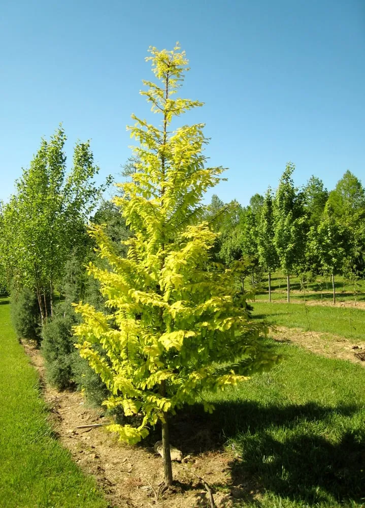 Local garden landscaping in Parkton, MD by Fieldstone Nursery