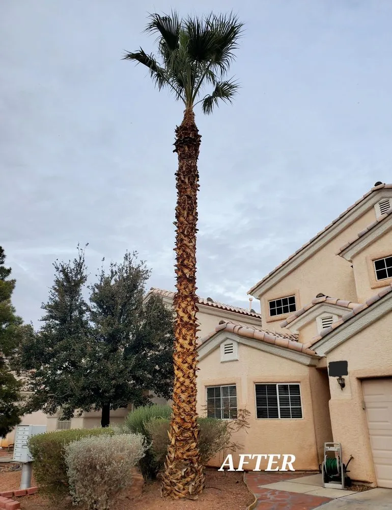 Reliable outdoor landscaping for residential properties across North Las Vegas, NV - Fierros Services