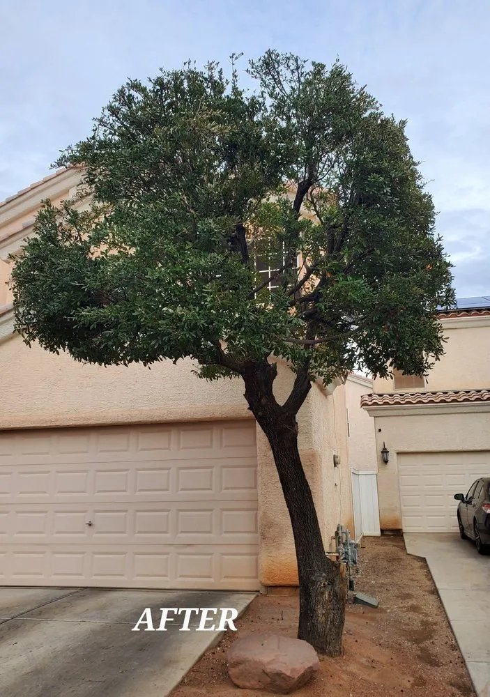 Expert lawn mowing service in North Las Vegas, NV - Fierros Services