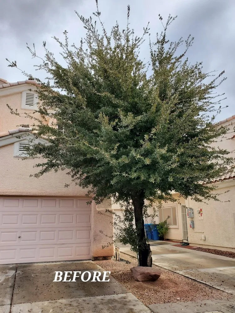 Top-rated yard cleanup service experts serving North Las Vegas, NV - Fierros Services