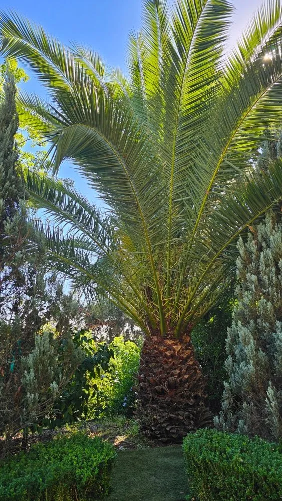 Top-rated residential landscaping for beautiful yards in Pasadena, CA by Fifth Element Landscape