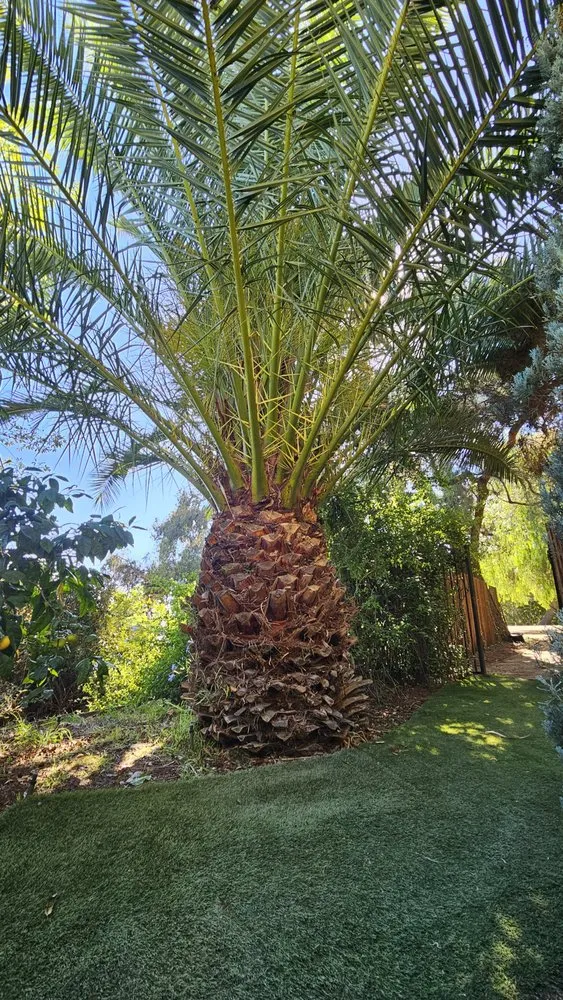 Professional landscape installation in Pasadena, CA by Fifth Element Landscape