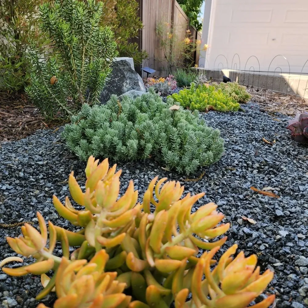 Affordable outdoor landscaping in Pasadena, CA by Fifth Element Landscape