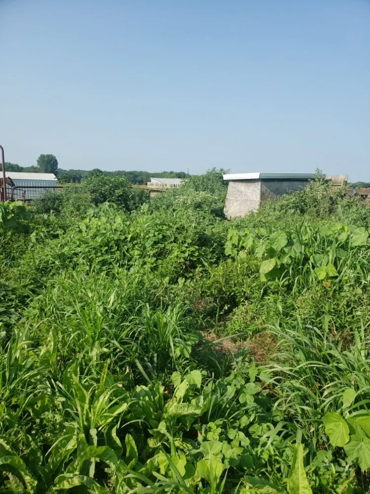 Trusted lawn care service in Rock Island, IL - Fifty Star Lawn Care Service