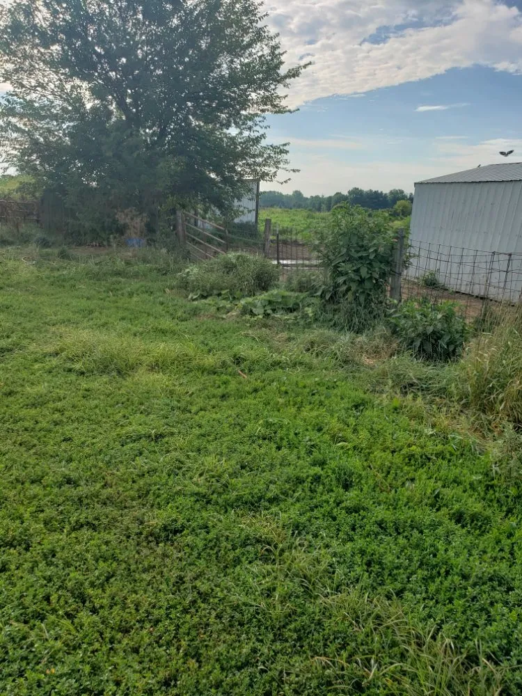 Affordable lawn care service in Rock Island, IL - Fifty Star Lawn Care Service