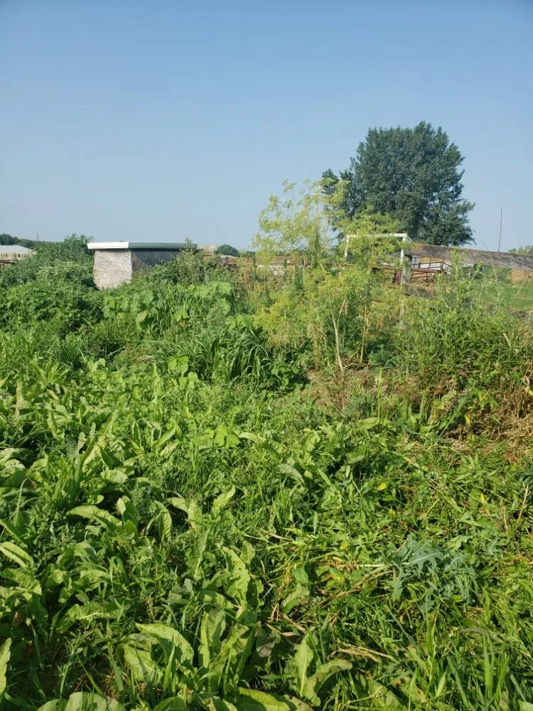 Trusted landscape installation in Rock Island, IL - Fifty Star Lawn Care Service