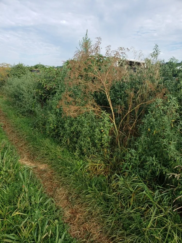 Professional garden landscaping in Rock Island, IL - Fifty Star Lawn Care Service