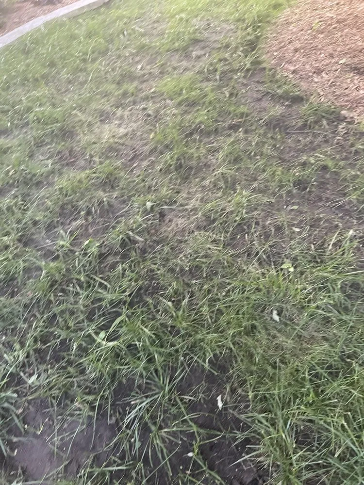 Reliable yard maintenance for year-round maintenance across Oswego, IL - Figgins Trees & Turf