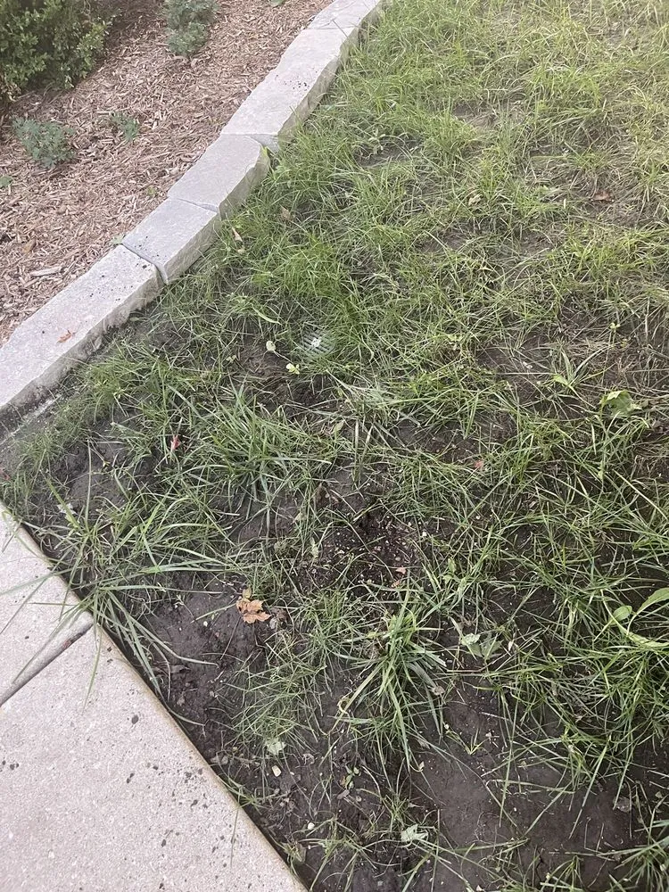 Expert outdoor landscaping for beautiful yards in Oswego, IL by Figgins Trees & Turf