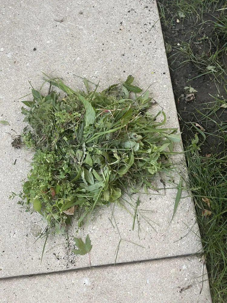 Professional lawn care service in Oswego, IL by Figgins Trees & Turf