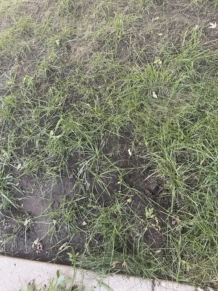 Expert landscaping services in Oswego, IL - Figgins Trees & Turf