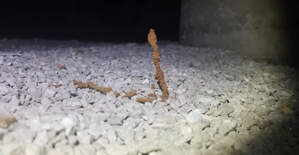 Top-rated landscape design experts serving Springfield, MO - Fight The Bite