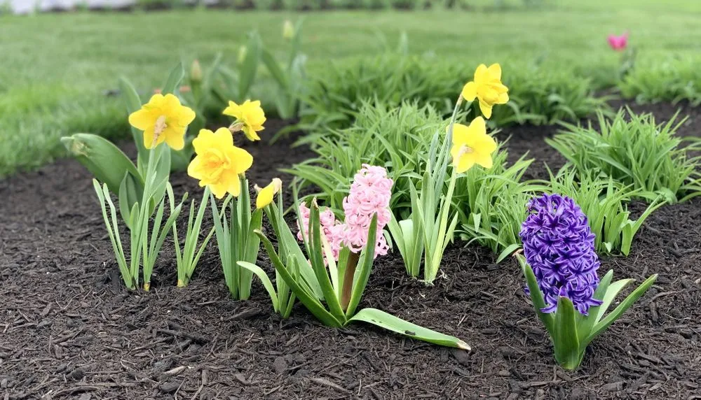 Reliable lawn care service for homes in Franklin, TN by Figueroa Landscape