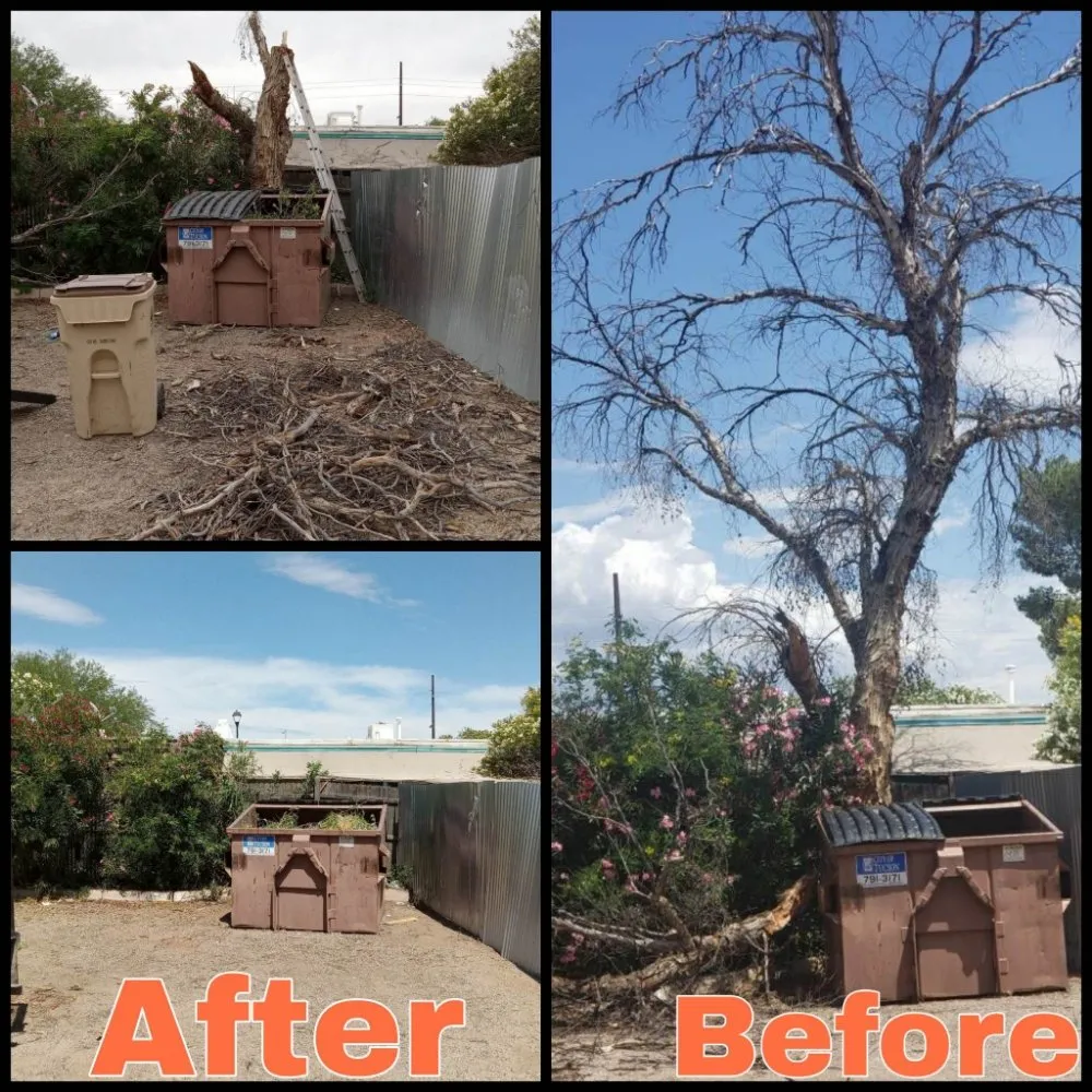 Trusted yard cleanup service experts serving Tucson, AZ - Figueroas Home Improvements