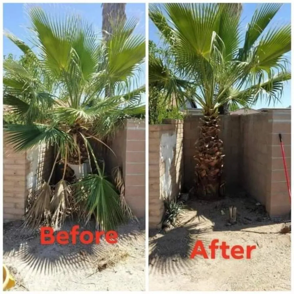 Top-rated landscape design for year-round maintenance in Tucson, AZ by Figueroas Home Improvements