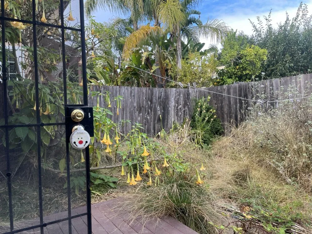 Reliable yard maintenance for beautiful yards in San Jose, CA by Figueroa's Landcare