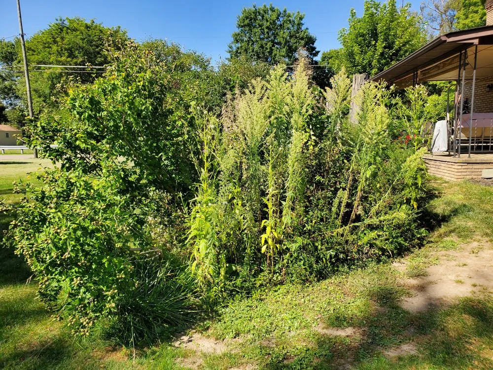 Top-rated yard cleanup service near you across Louisville, OH - Fili Property Maintenance