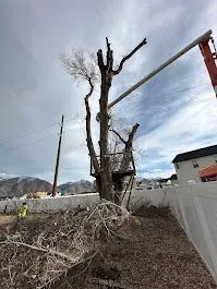 Affordable landscaping services experts serving Provo, UT - FILI Tree Expert & Landscaping