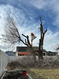 Reliable garden landscaping in Provo, UT - FILI Tree Expert & Landscaping