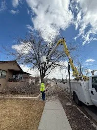 Professional lawn care service in Provo, UT - FILI Tree Expert & Landscaping