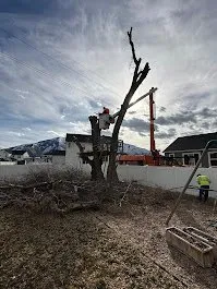 Local yard cleanup service in Provo, UT - FILI Tree Expert & Landscaping