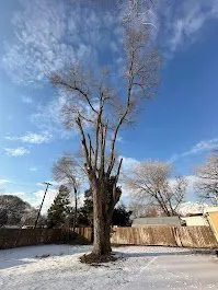 Expert landscape installation in Provo, UT - FILI Tree Expert & Landscaping