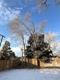 Reliable landscape installation with custom design across Provo, UT - FILI Tree Expert & Landscaping