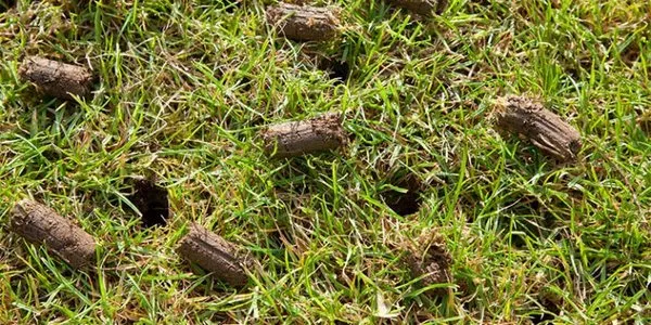 Fill's Lawn Care Logo