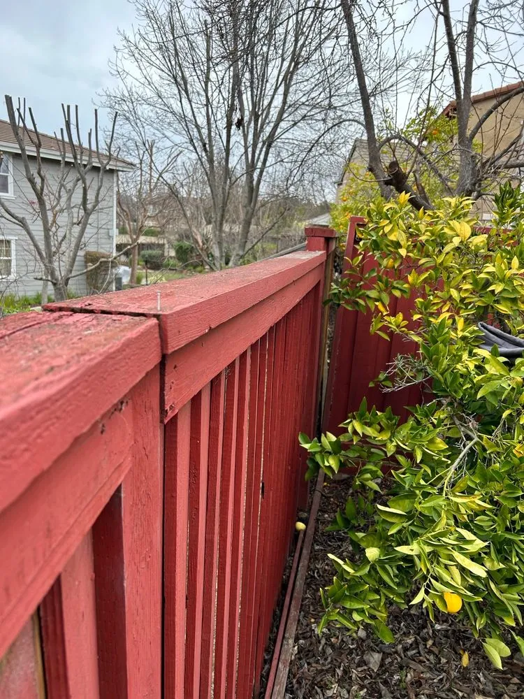 Top-rated lawn care service experts serving Walnut Creek, CA - Filo's Landscaping